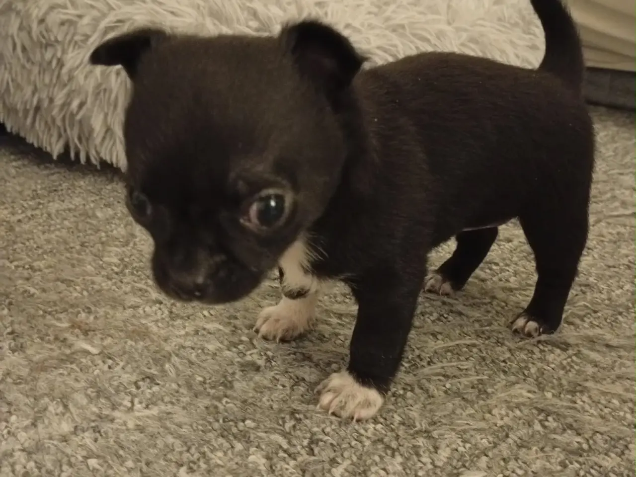 Billede 2 - Chihuahua dreng sælges