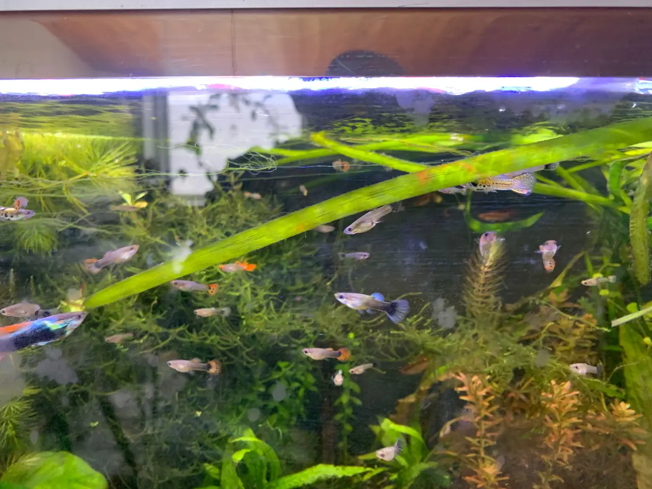 Billede 2 - Platinium red blue guppy. Og guppymix. Fra 