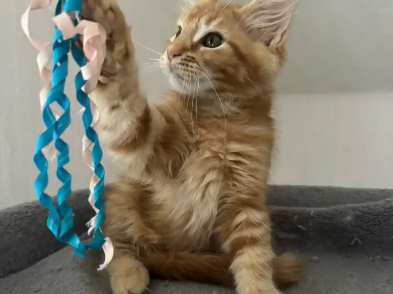 Billede 10 - Maine Coon hankilling
