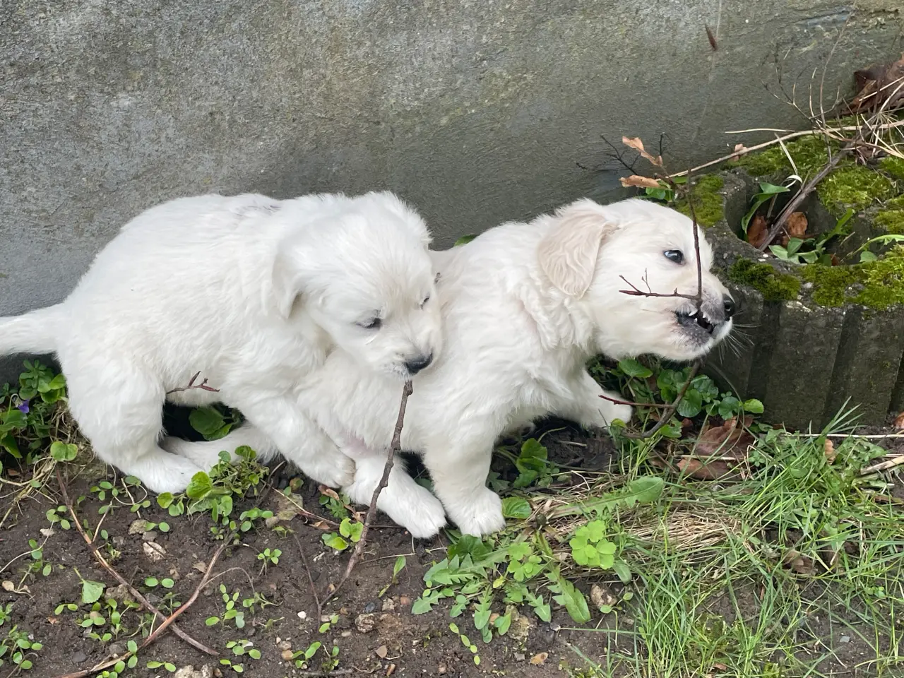 Billede 3 - Golden Retreiver hvalpe