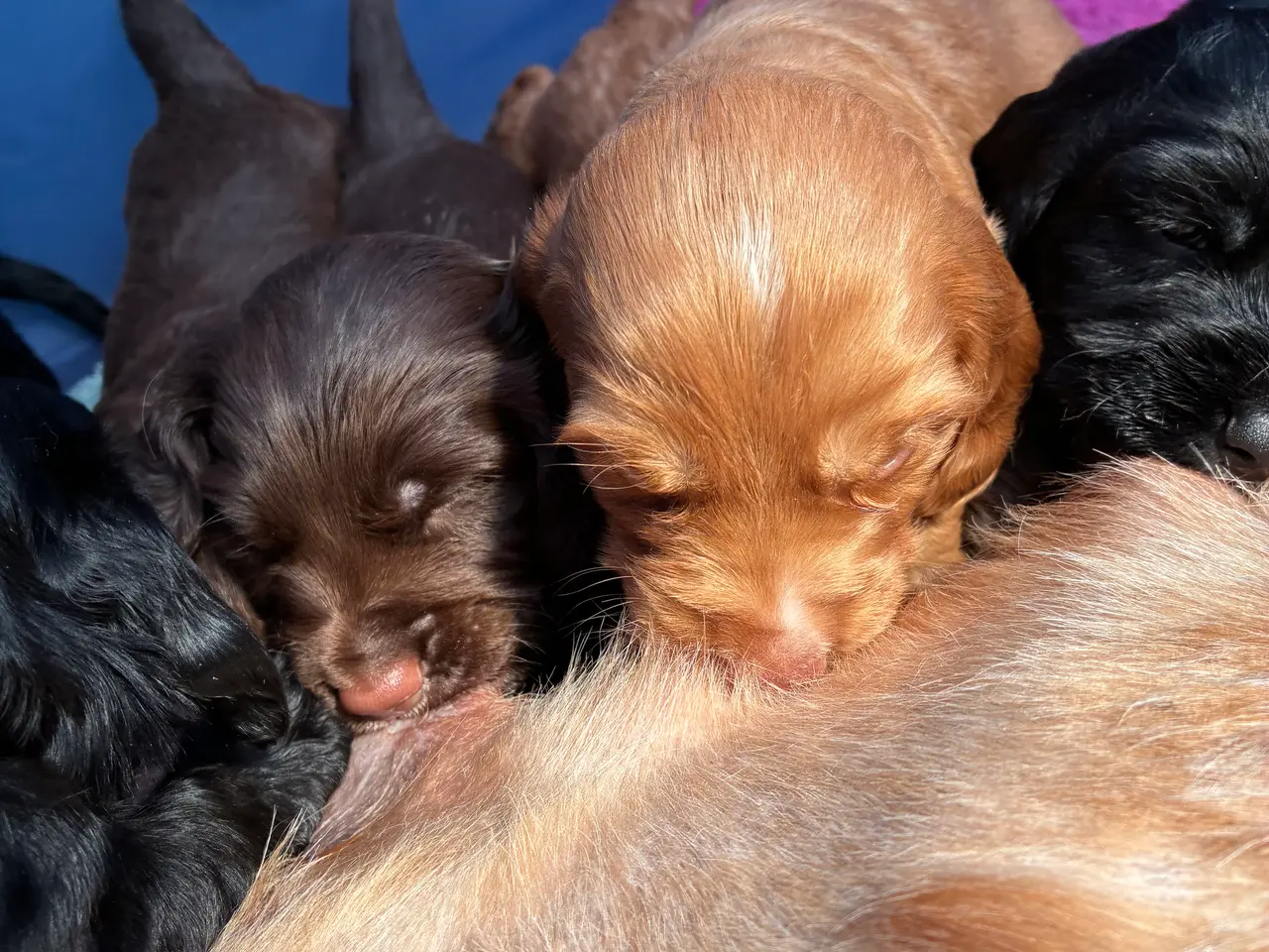 Billede 4 - Cockerspaniel/springerspaniel hvalpe