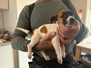 Jack russel terriere