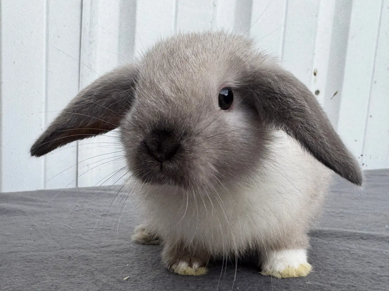 Billede 9 - Mini lop hunkanin