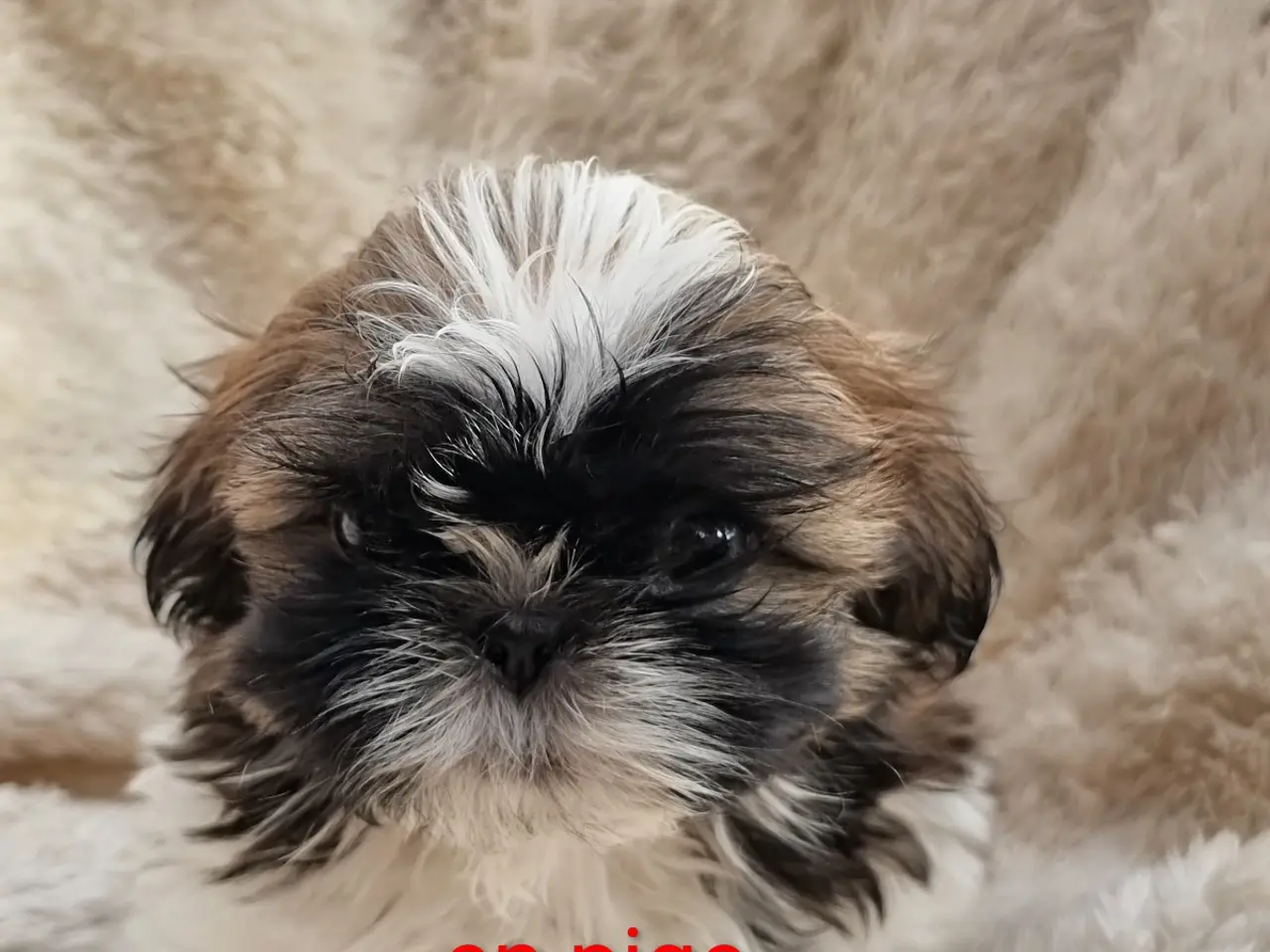Billede 7 - Shih tzu hvalpe 