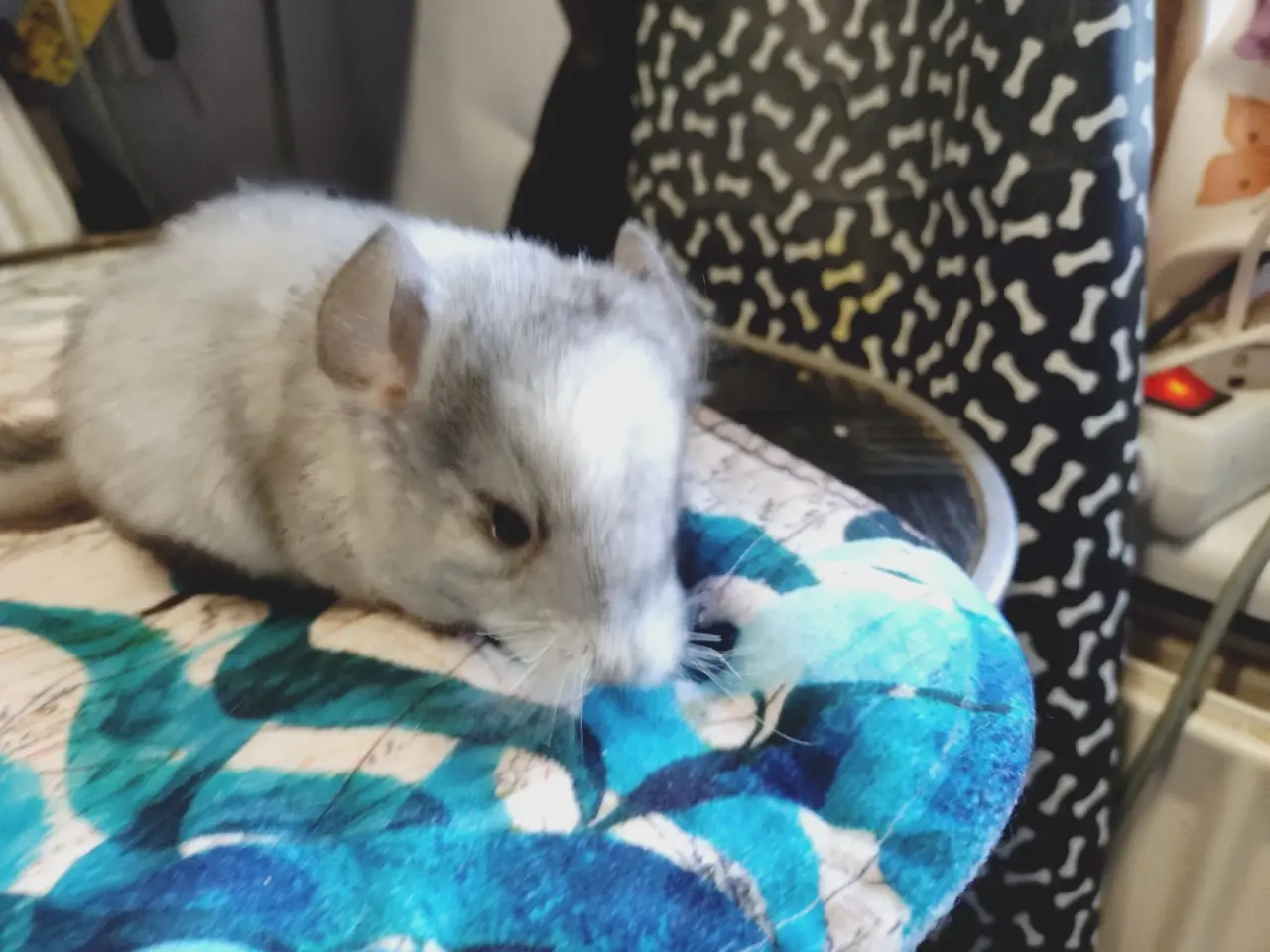 Billede 4 - Chinchilla unger