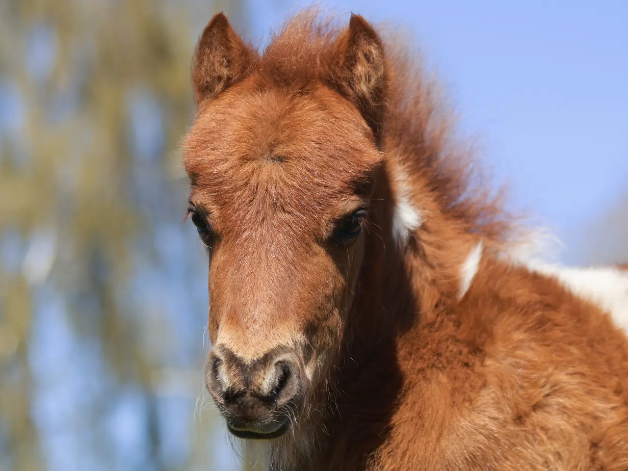 Billede 5 - Dejligt shetlandspony hoppeføl 