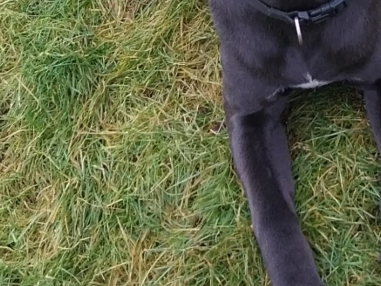 Billede 2 - Cane Corso tæve 1,5 år