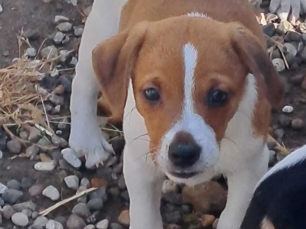 Billede 7 - Dansk svensk gårdhund hvalper