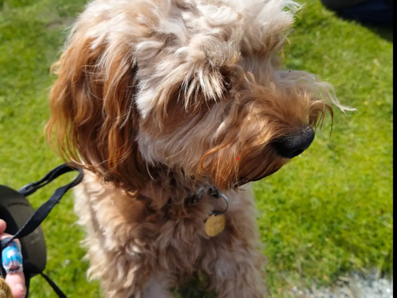 Billede 6 - Cavapoo-hvalpe