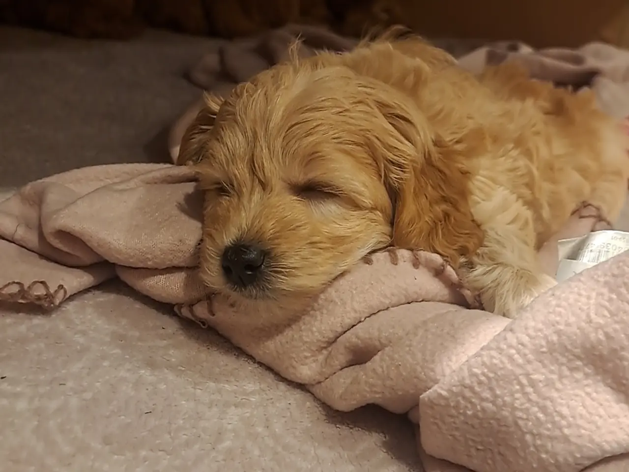 Billede 7 - Maltipoo hvalp puddel - maltipoo