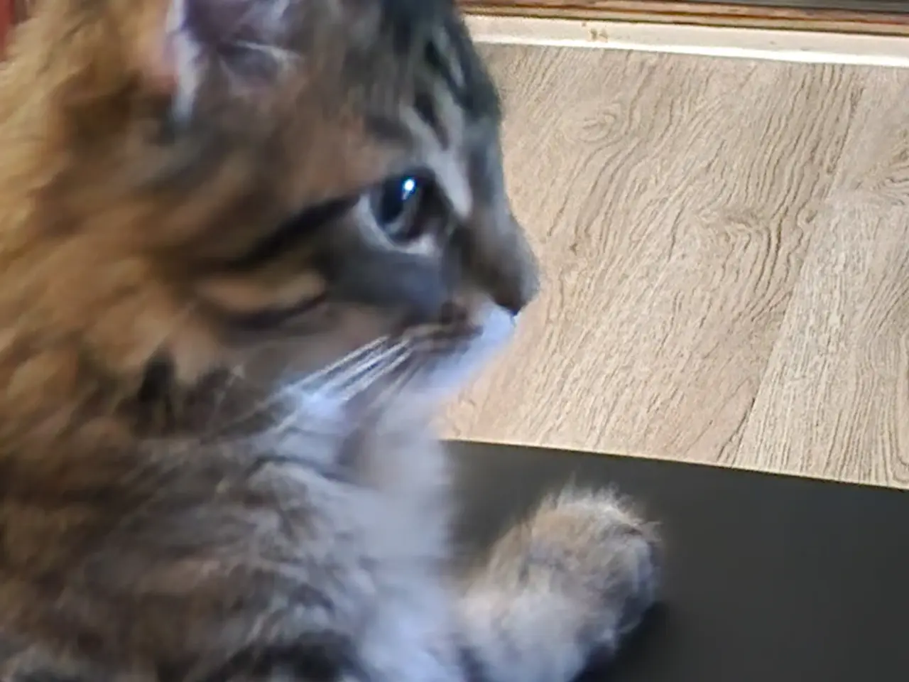 Billede 3 - Main coon cody