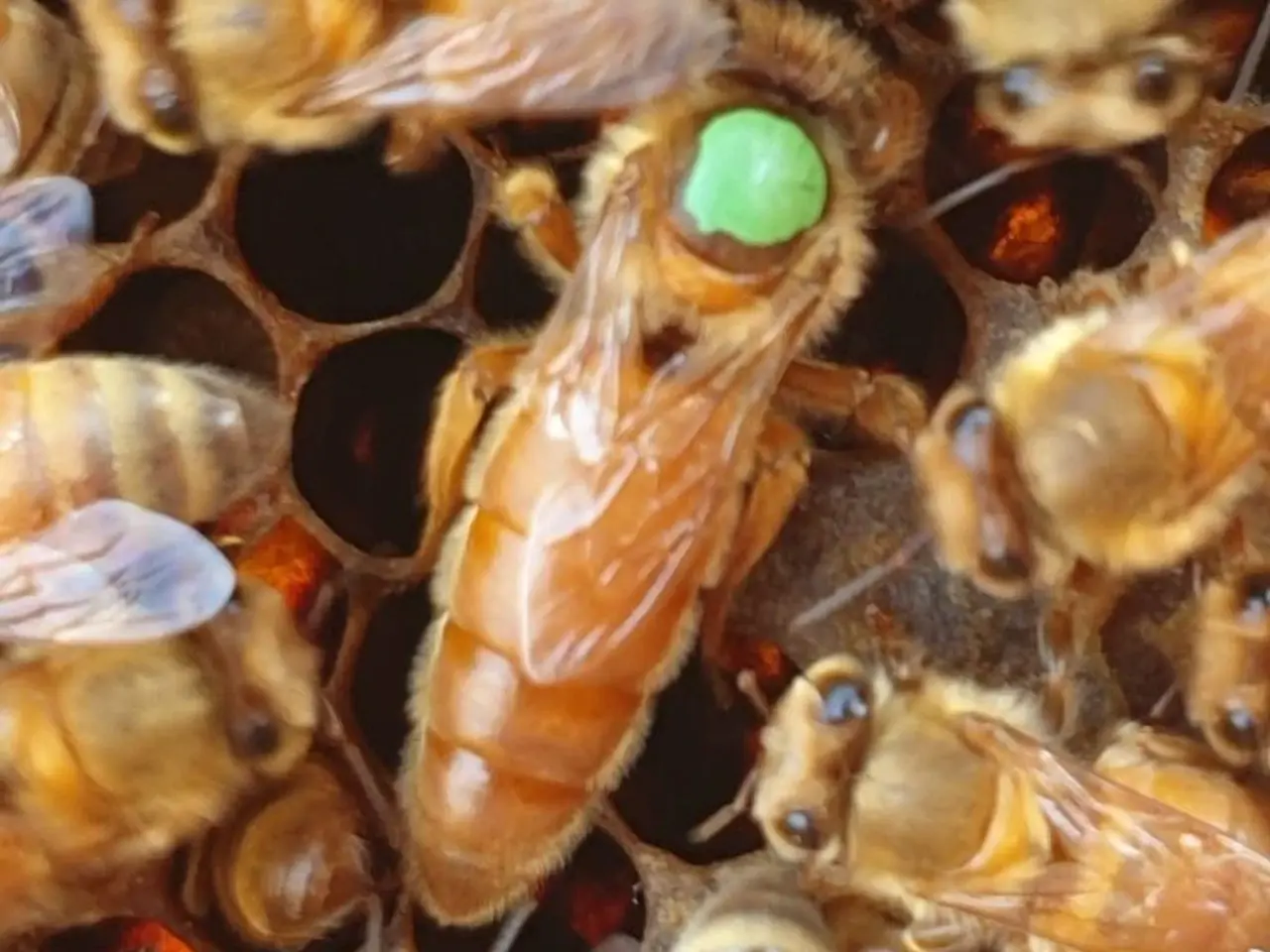 Billede 1 - Ligustica Bidronninger