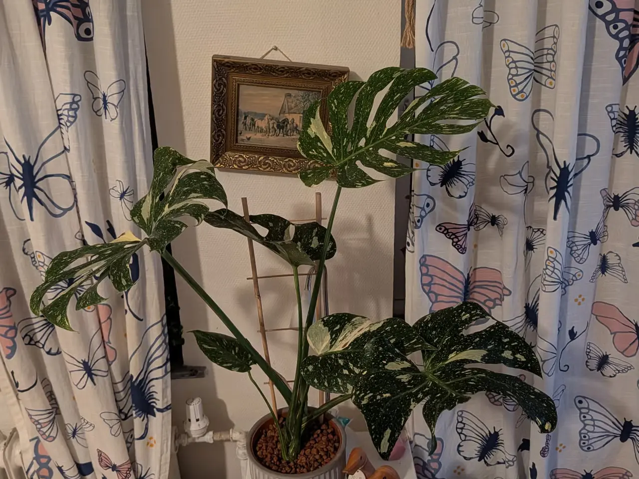 Billede 4 - Store Monstera deliciosa 'Thai constellation'