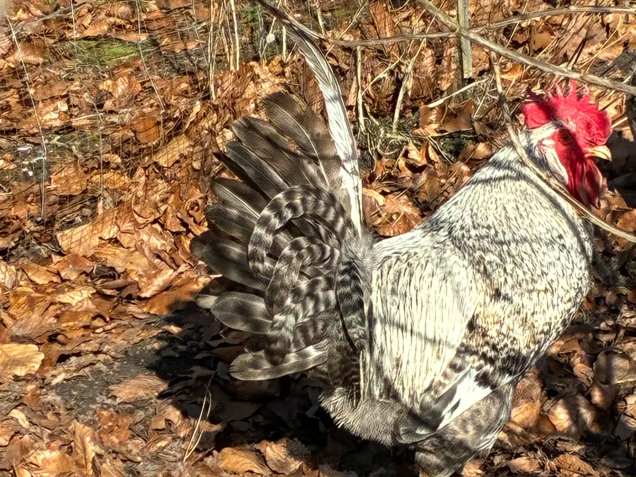 Billede 2 - Rugeæg Creme Legbar