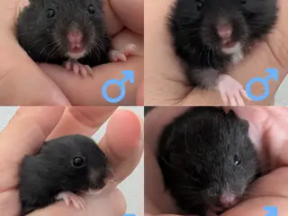 Søde sorte guldhamsterunger - 2
