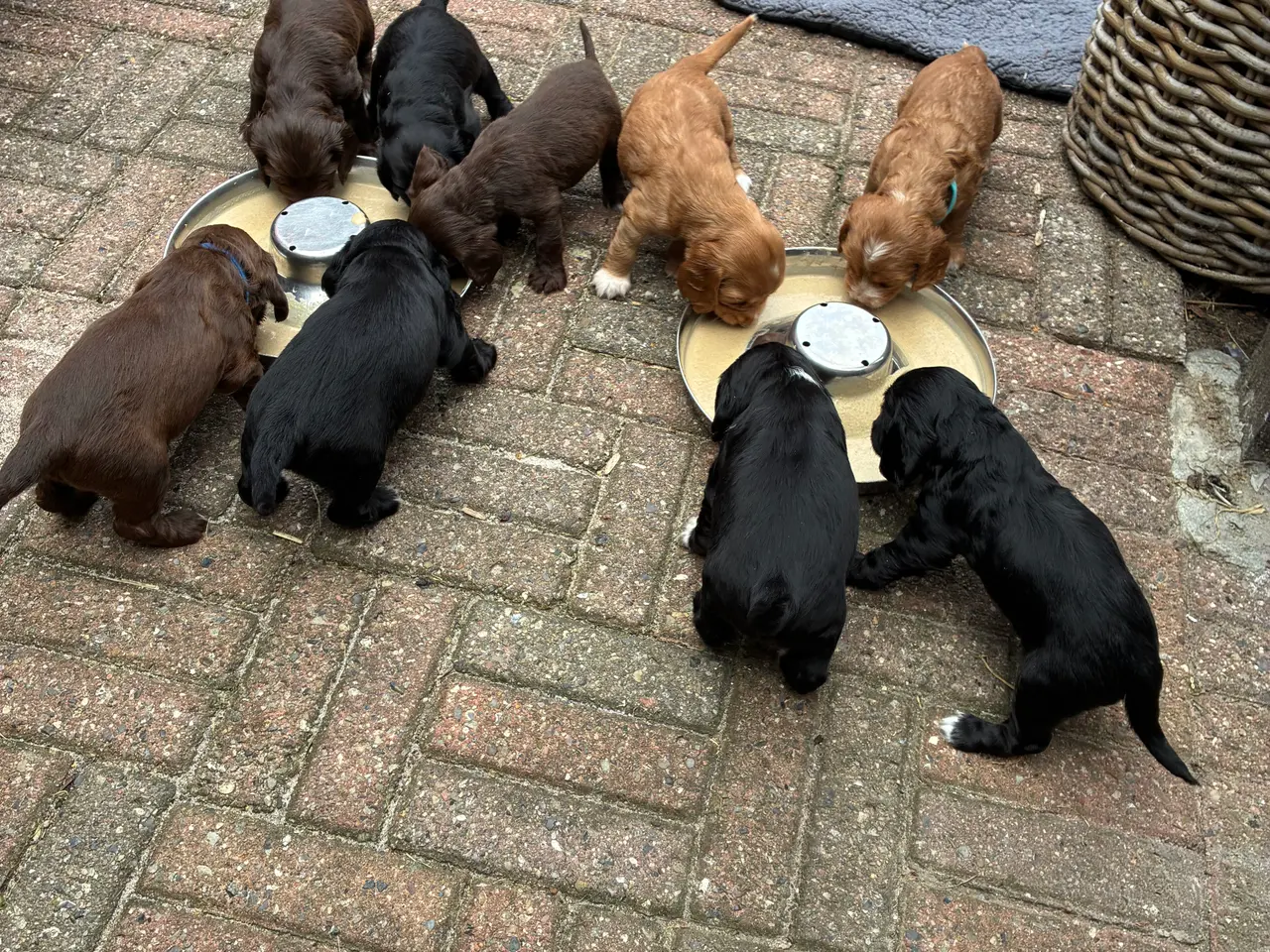 Billede 6 - Cockerspaniel/springerspaniel hvalpe