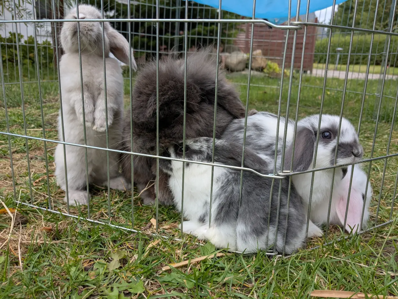Billede 16 - Mini-lop kanin unger