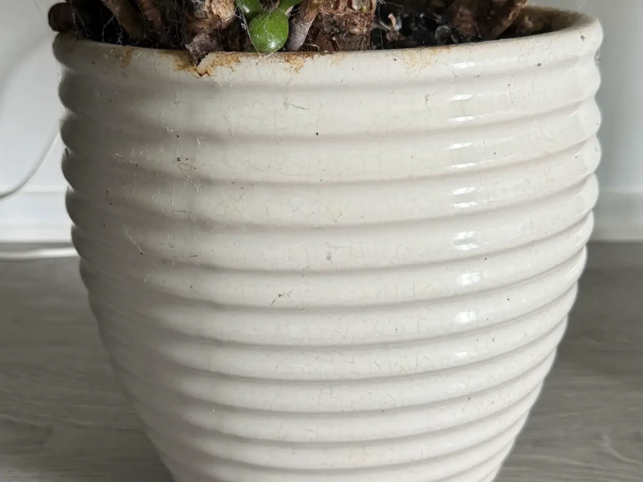 Billede 9 - Store paradis/pengeplanter i hvide krukker.