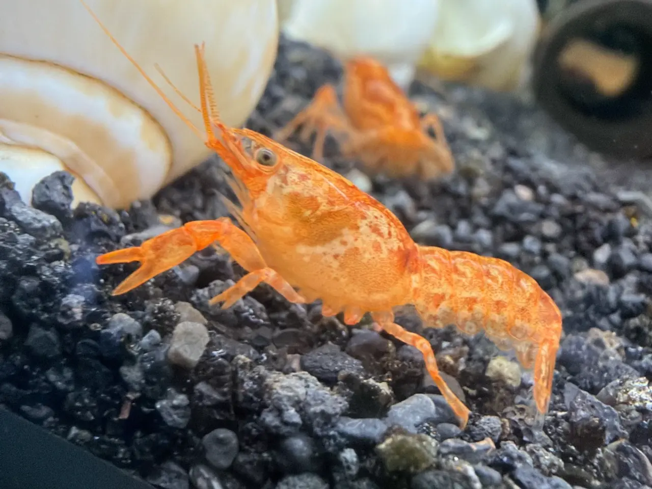 Billede 1 - 🦞 Flotte luksus orange CPO krebs🦞