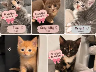 Søde killinger søger nye hjem – klar 24/9 🐾