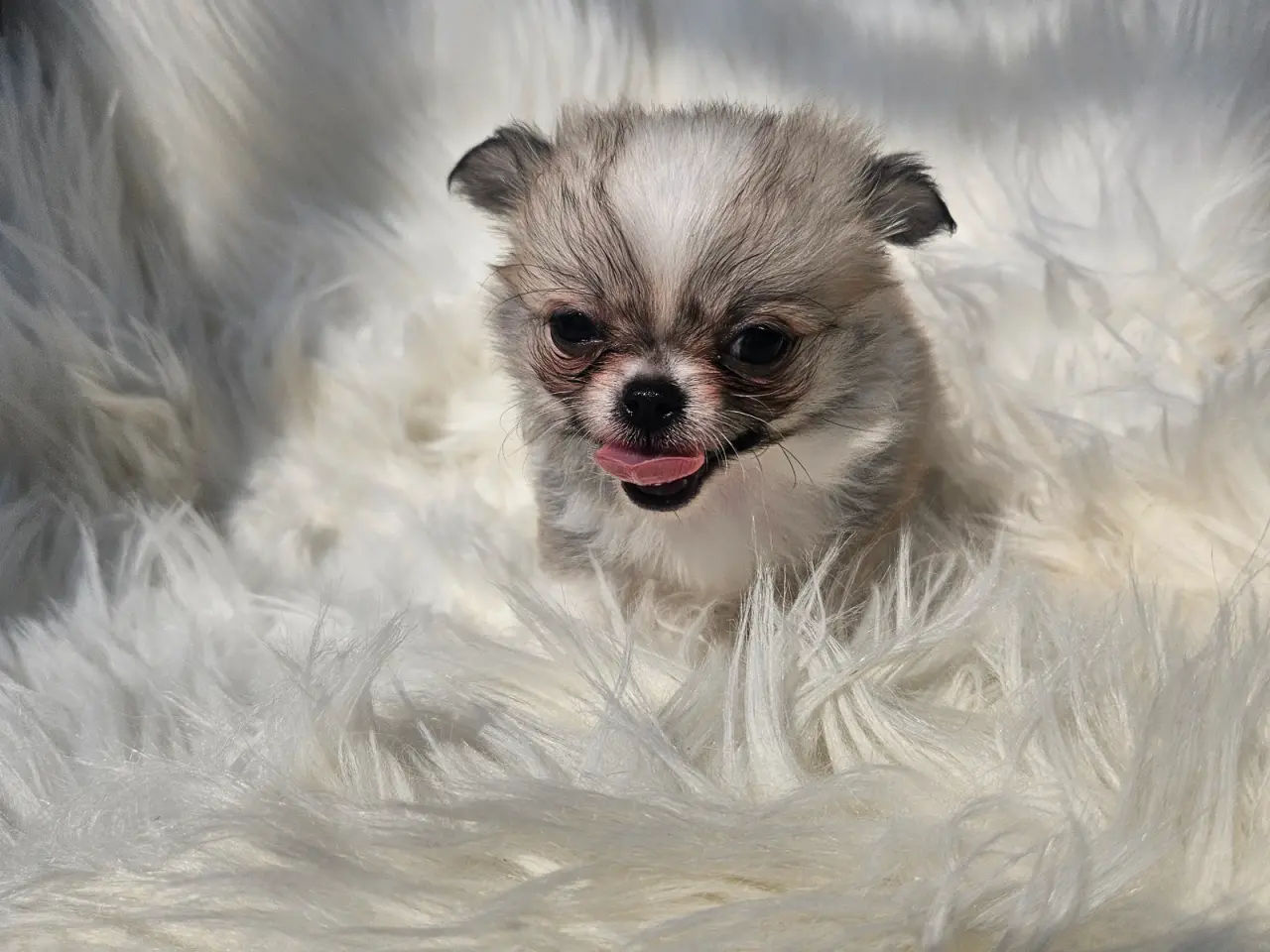 Billede 2 - Lille chihuahua drenge