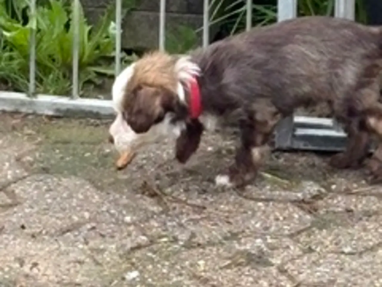 Billede 6 - Chinese Crested Powder Puff hvalpe