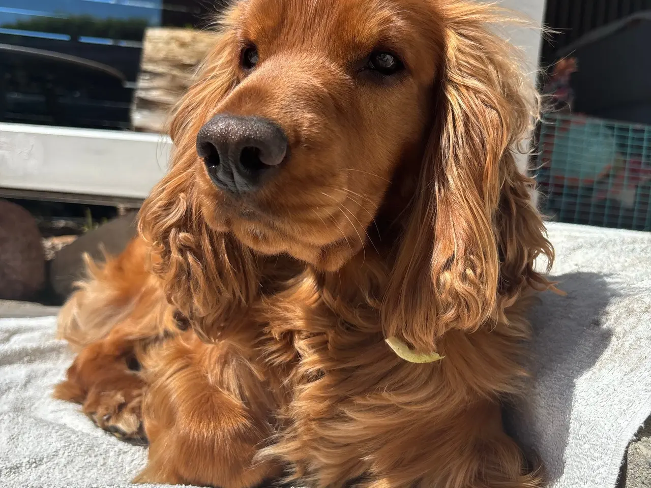 Billede 8 - Cockerspaniel/ cavalier hvalpe 