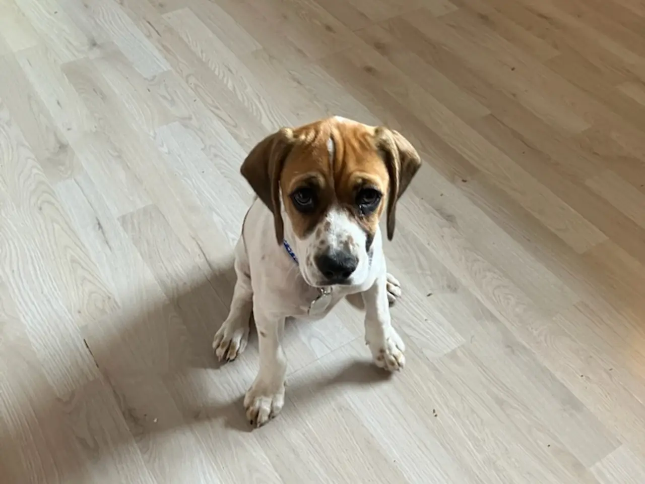 Billede 3 - Dansk svensk gårdhund /amerikansk cockerspaniel