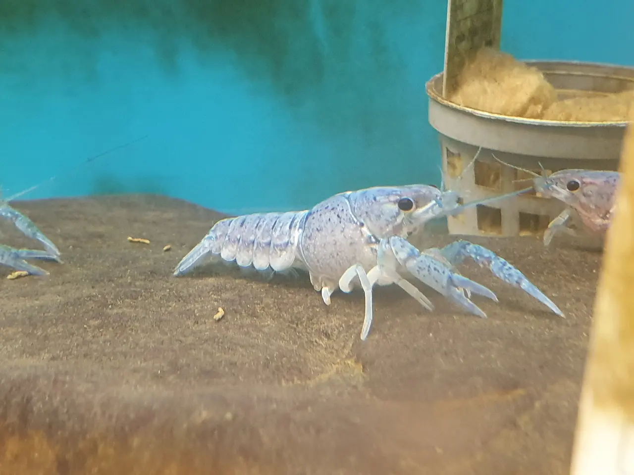 Billede 2 - 💙🦞 BLUE PEARL KREBS TIL SALG 🦞💙
