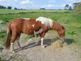 Kat. 3 pony til både dressur, spring og kørelse
