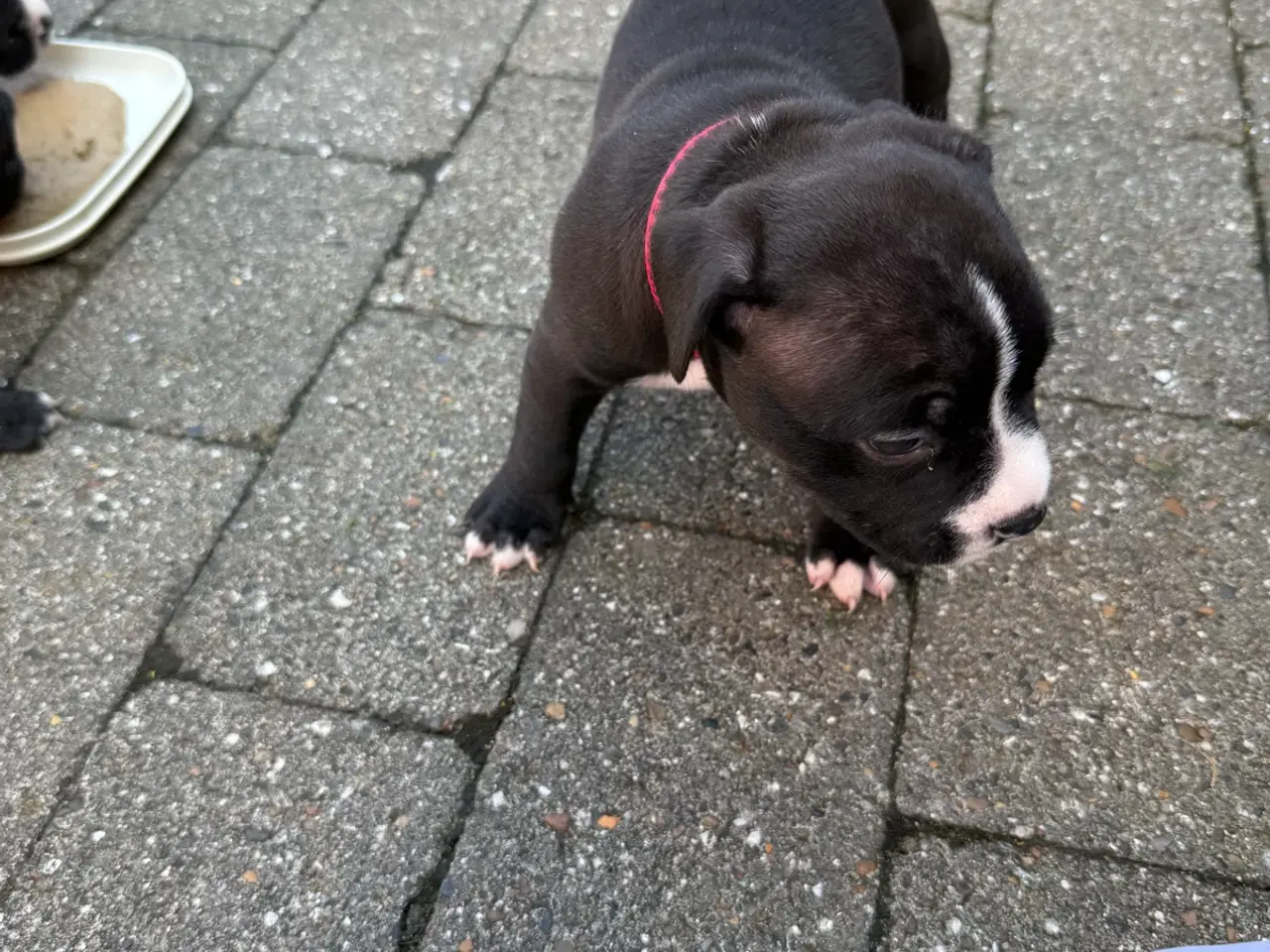 Billede 6 - Pocket Bully hvalpe