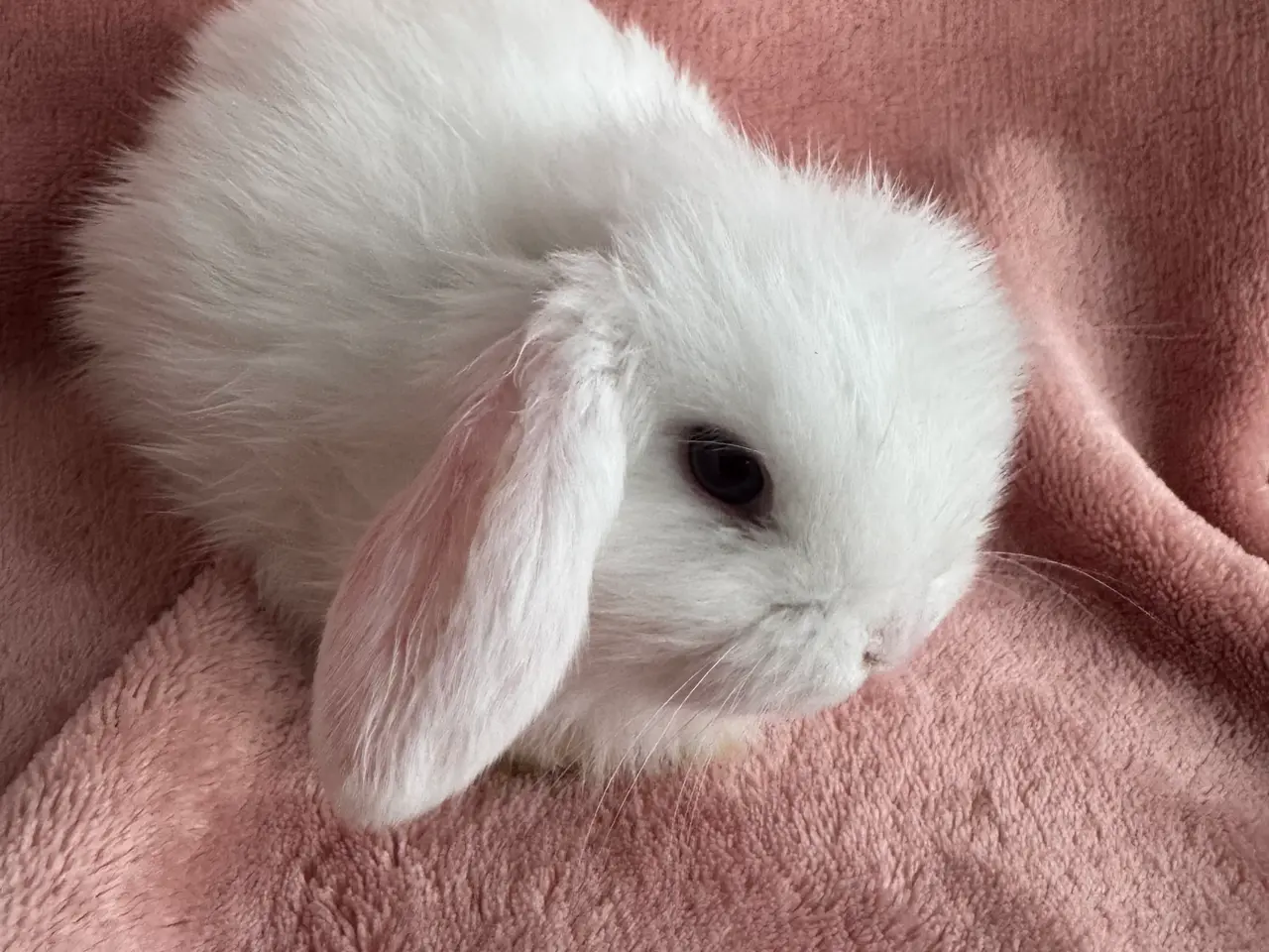 Billede 3 - 🐰Mini lop kanin unger🐰