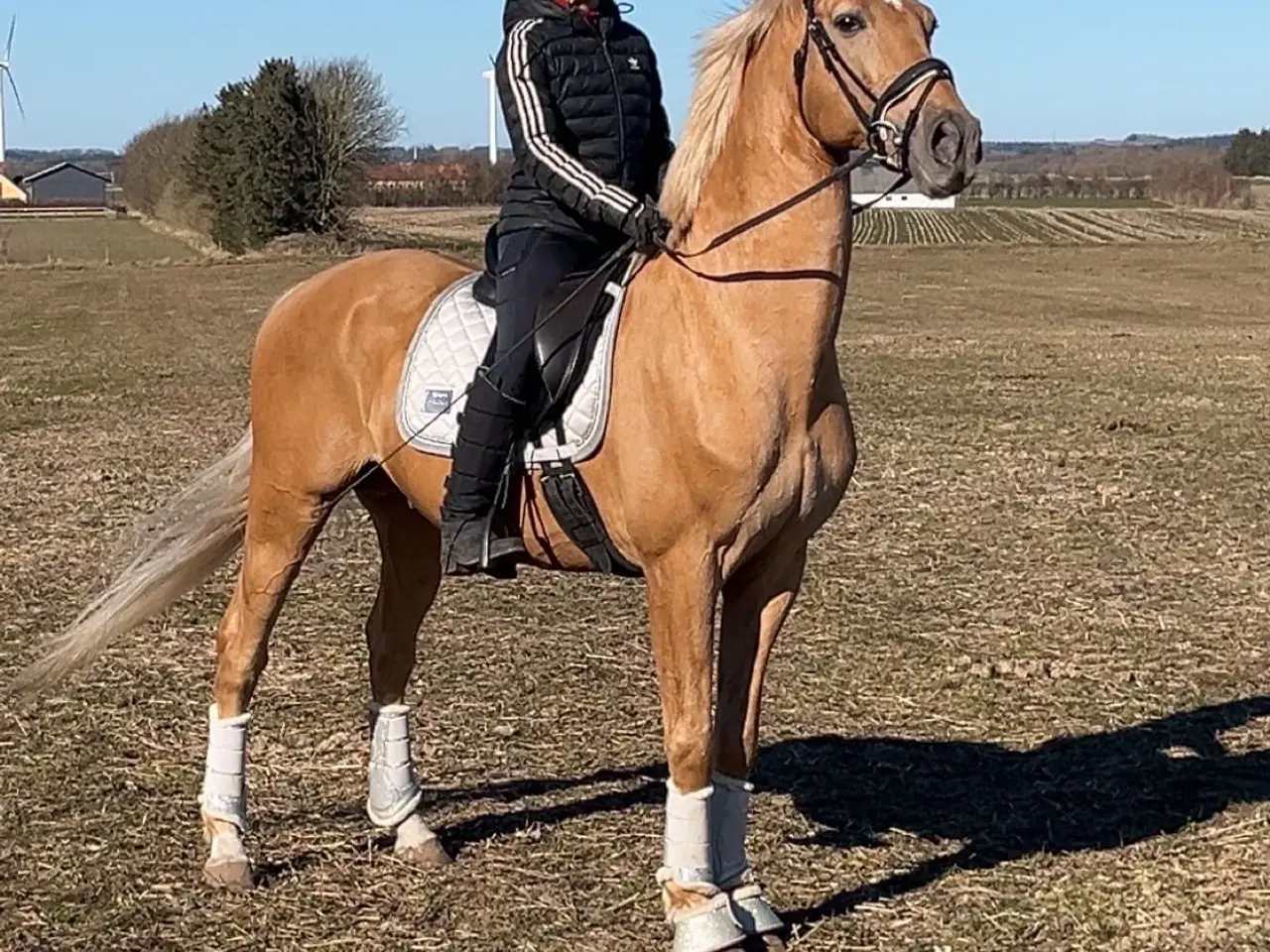 Billede 5 - Bedækning ved kåret og avlsgodkendt palomino hings