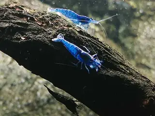 Blue Dream Neocaridina – high grade | 20 stk 200,-