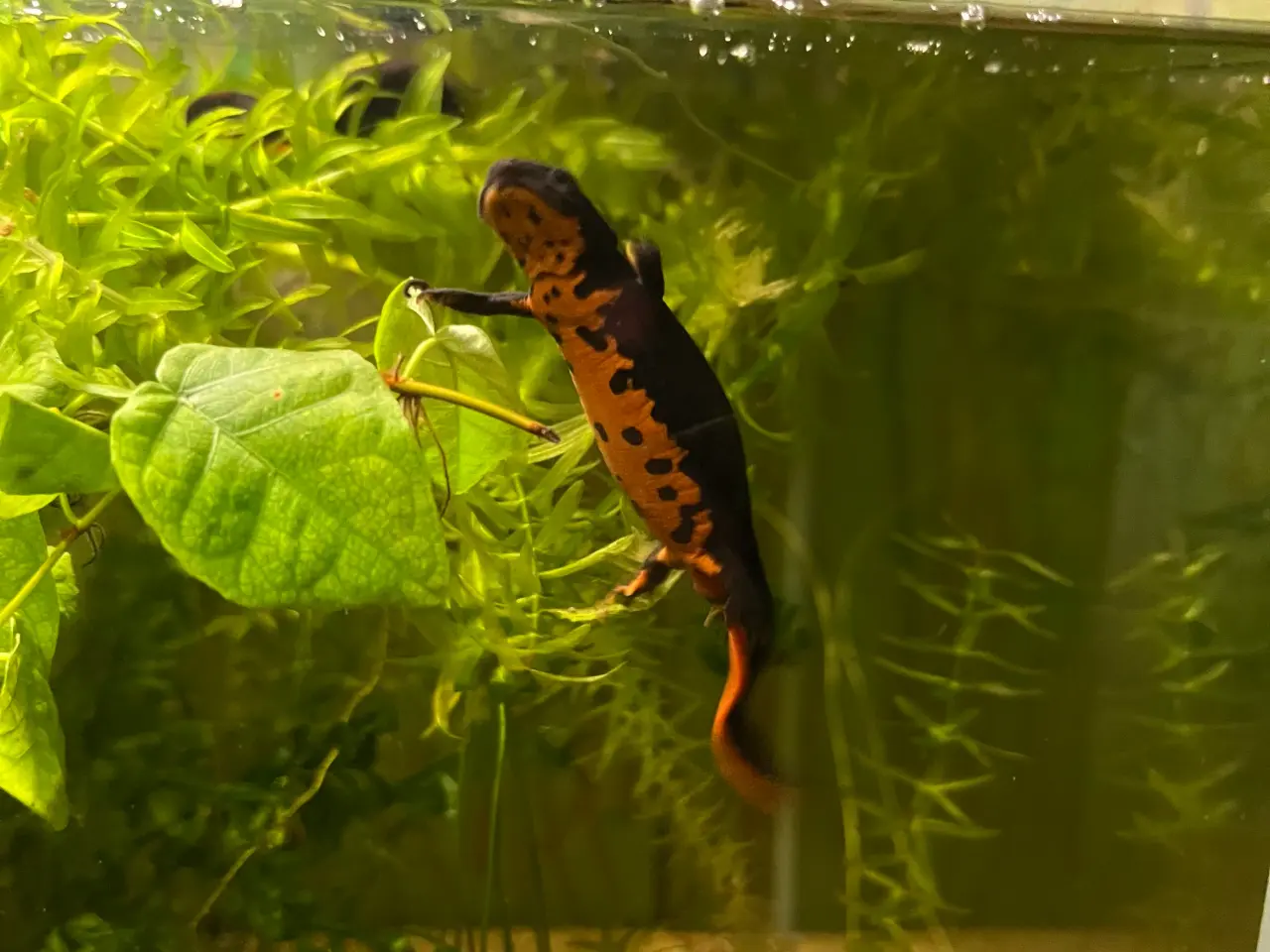 Billede 1 - Salamandre