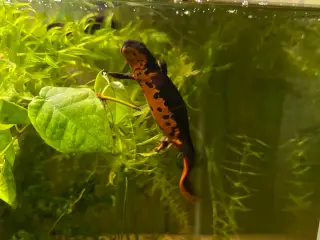 Salamandre