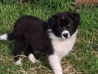 Smukke Border Collie hvalpe til salg - 4