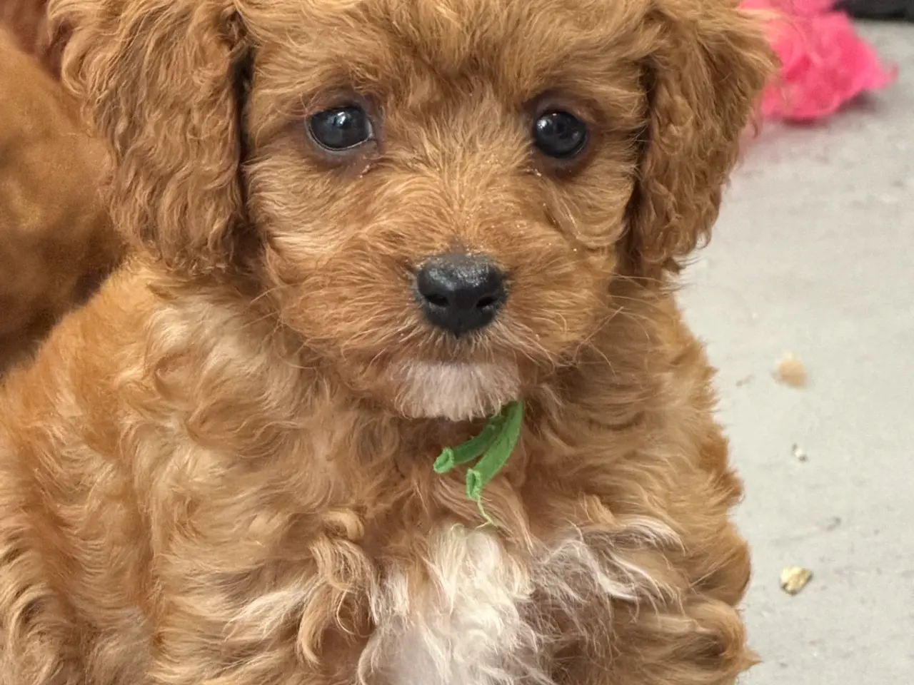 Billede 1 - 🐶☀️ Skønne Cavapoo-hvalpe søger deres kommende fa
