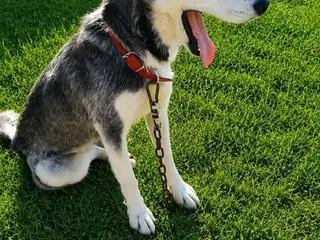 Nala