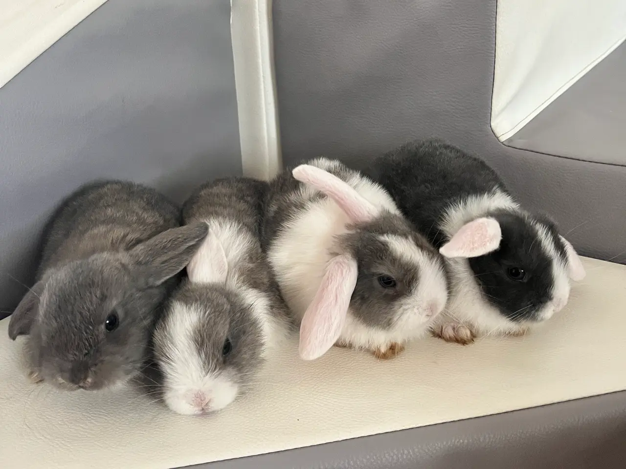Billede 4 - Minilop kaninunger (2 hunner og 4 hanner).