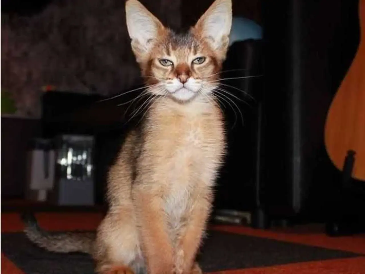 Billede 2 - Charmende Chausie-kilinger