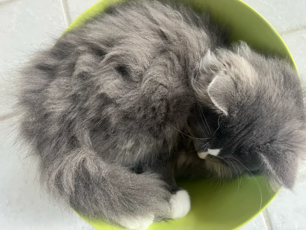 Billede 2 - Maine coon/norsk skovkat-hellig Birma 🩵