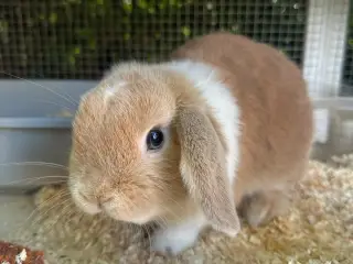 Kanin unger til salg 🐰💕