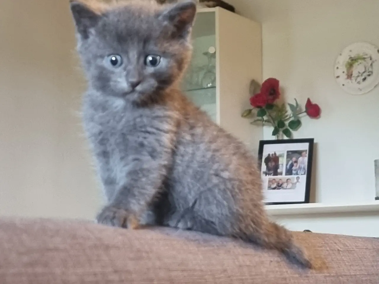 Billede 2 - Katte killinger