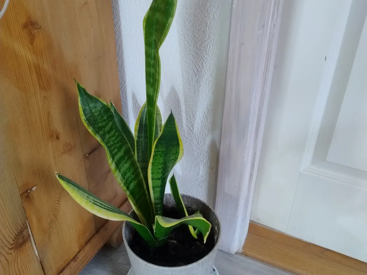 Billede 4 - 7 store stueplanter med potter