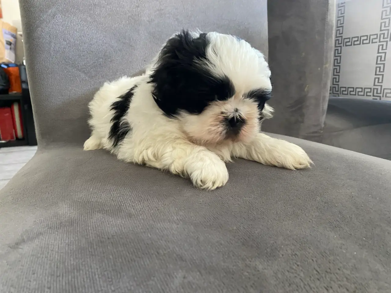 Billede 7 - Lækre Shih Tzu Hvalpe