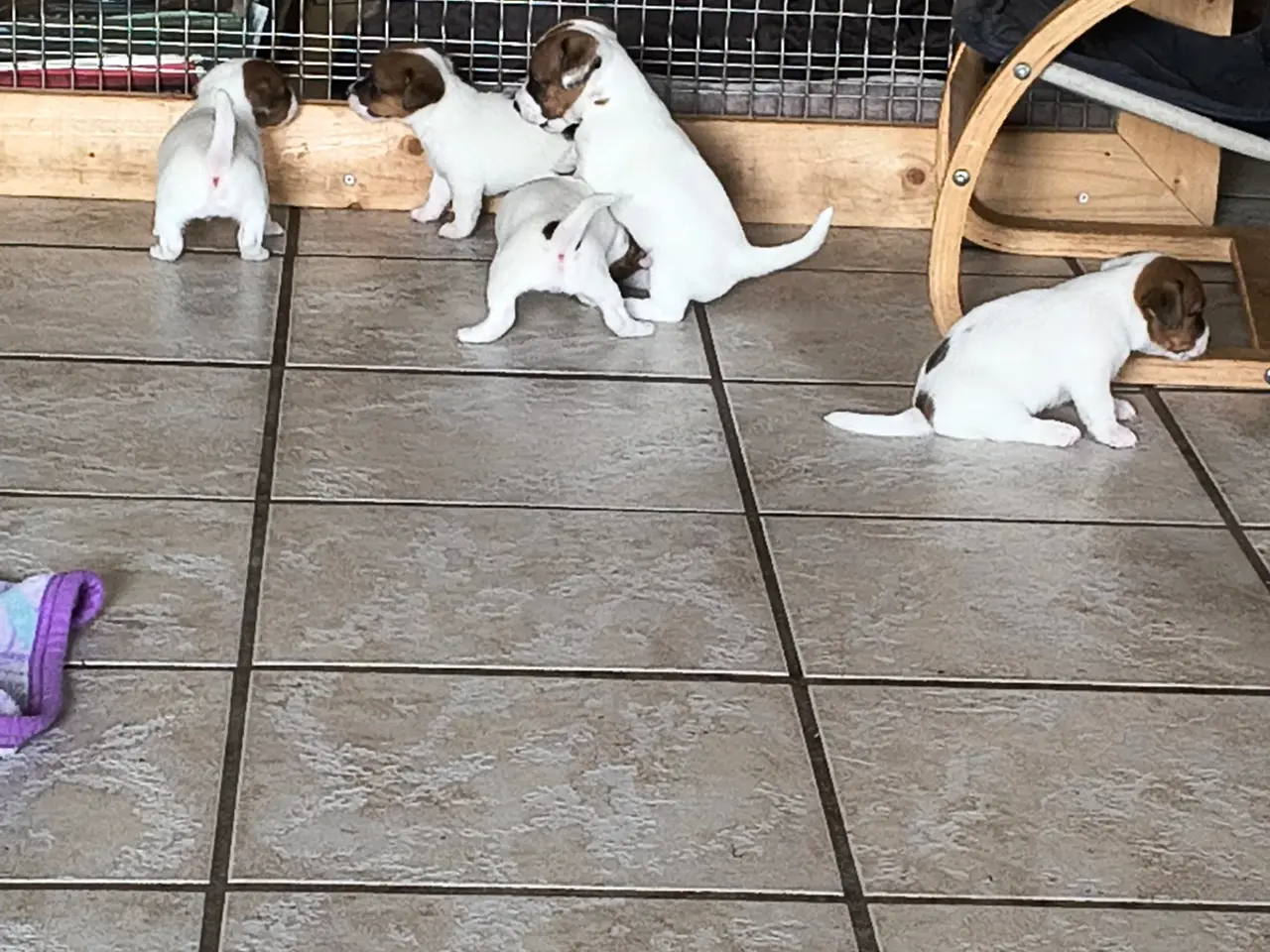 Billede 10 - Lækker Jack Russell Terrier hvalpe 