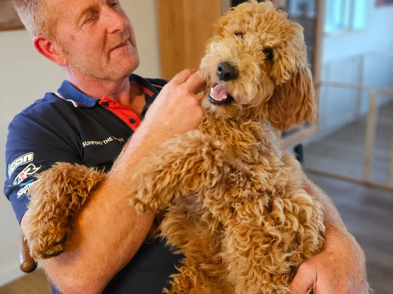 Billede 15 - Goldendoodle hvalpe