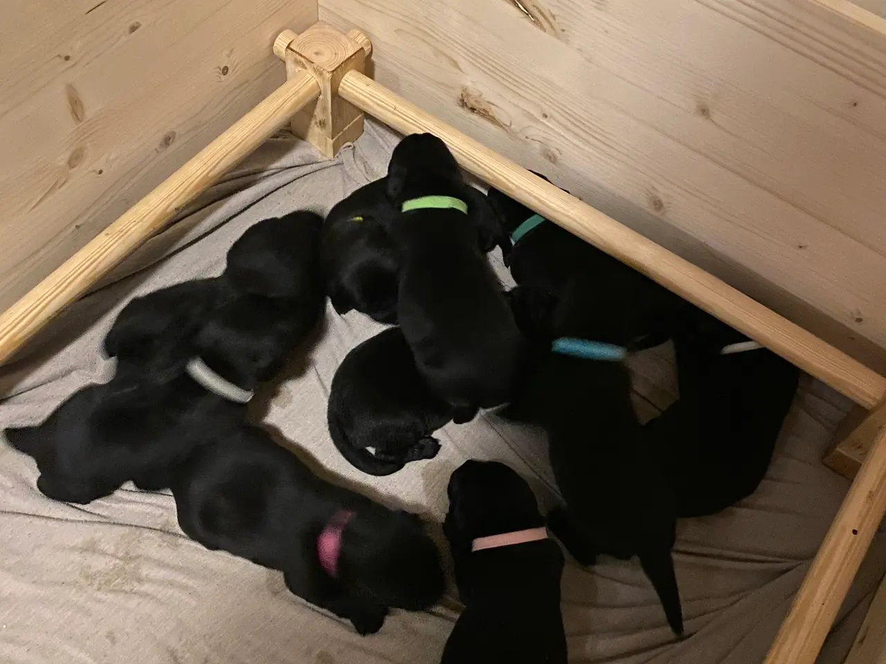 Billede 5 - Labrador hvalpe ( sorte )