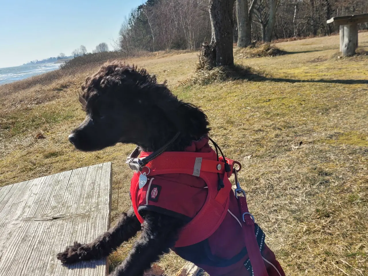 Billede 6 - Fantastisk lille Cavapoo pige 5